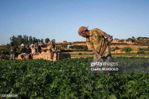 Randriaharimanana Désiré married and father of 5 children, works in his field near the village of Ambodaviavy, near Antananarivo on May 19, 2020....