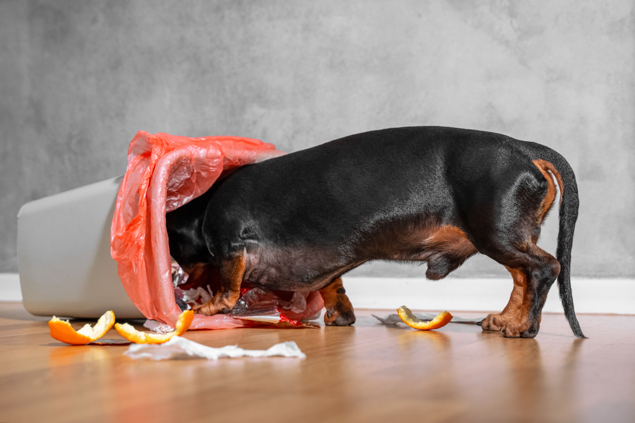 dog waste