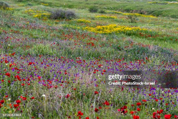 Spring In Palestine Picturesque Palestine Photos and Premium High Res Pictures - Getty Images