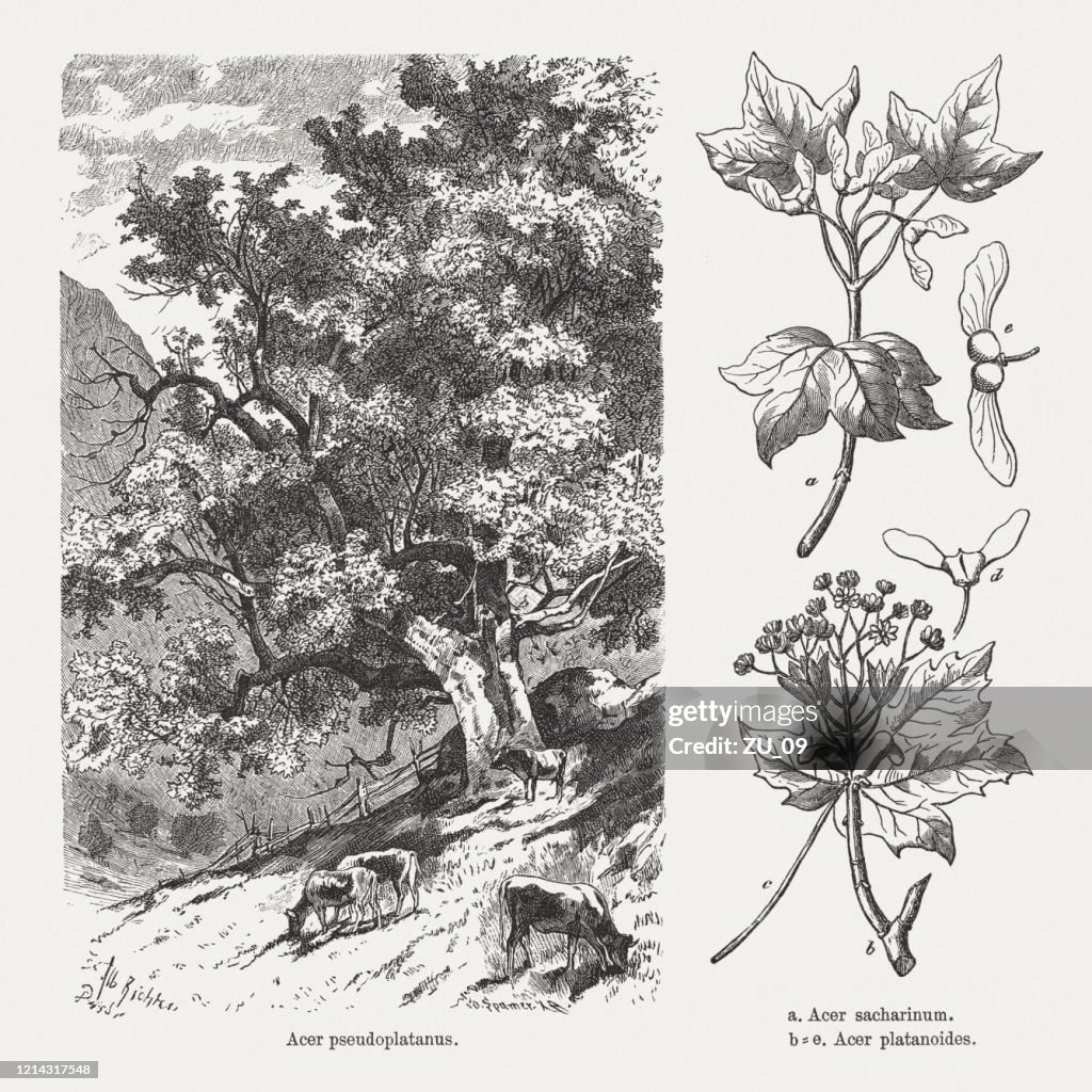 Maple trees, wood engravings, published in 1893