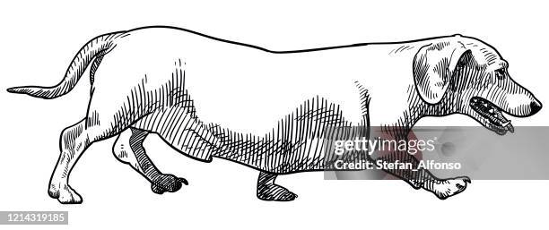 vector dachshund drawing - dachshund stock illustrations