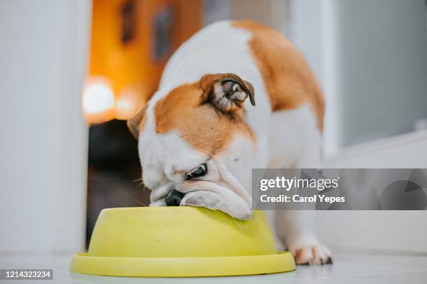 dog eating from his bowl.indoor - ciotola vuota foto e immagini stock