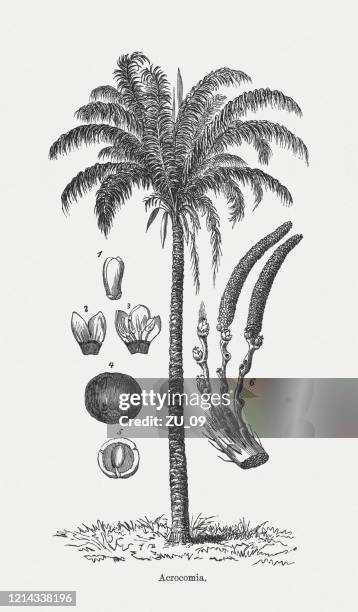 macaúba palm (acrocomia aculeata), wood engraving, published in 1893 - inflorescence stock illustrations