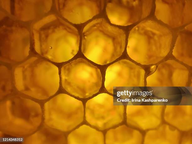 macro honeycomb - bienenwabe stock-fotos und bilder