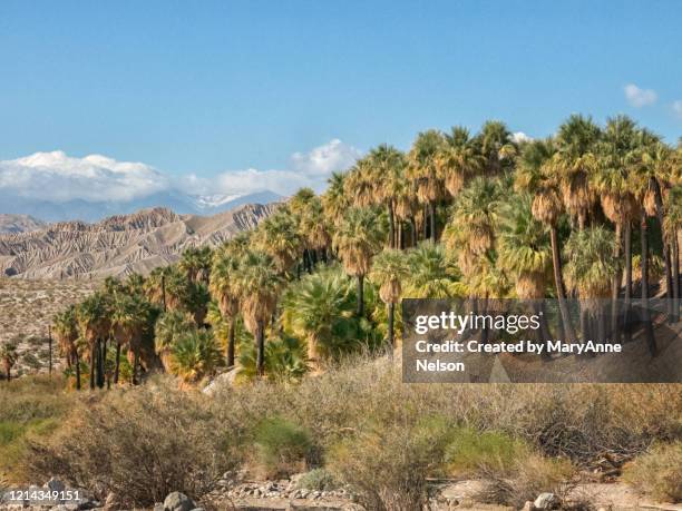 fan palms and desert mountain view - coachella mountain stock pictures, royalty-free photos & images