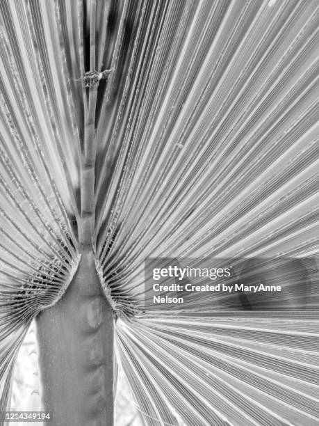 fan palm frond in black and white - waaierpalm stockfoto's en -beelden