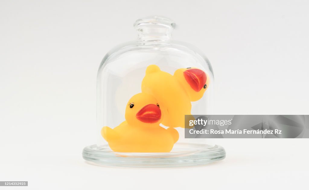 Global pandemic Covid-19. Still life of duck figures in glass bell jar demonstrating the social distancing rules concept during Coronavirus outbreak on white background.