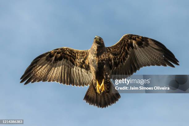 angels of nature: black-chested buzzard-eagle with spread wings - águia serrana stock pictures, royalty-free photos & images