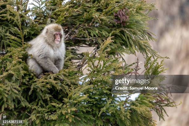 japanese snow monkeys - japanese macaque stockfoto's en -beelden