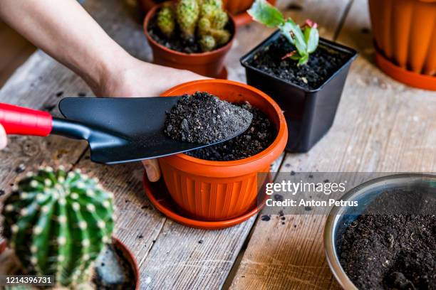 home plants. planting plants in pots - potting - fotografias e filmes do acervo