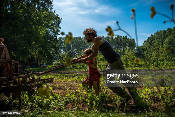Community Supported Agriculture Farmer is working on his feld in Ghent, Belgium on 21 May 2020. The EU Green Deal demand conservation, sustainable...