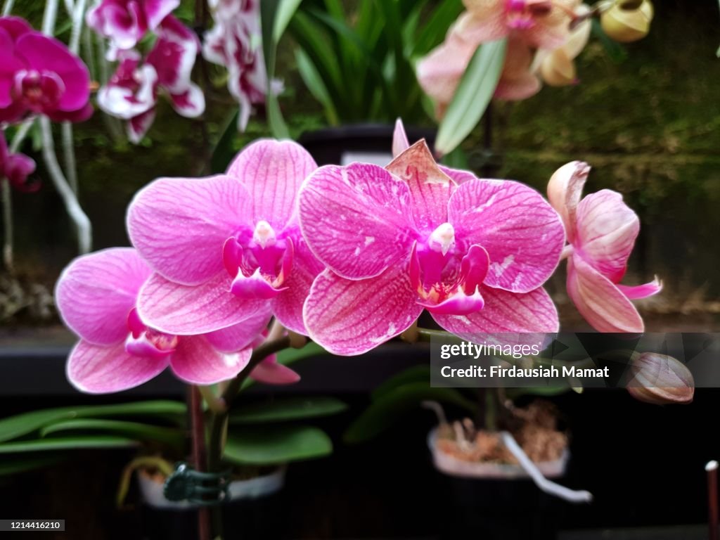 Phalaenopsis orchids or known as Moth orchids