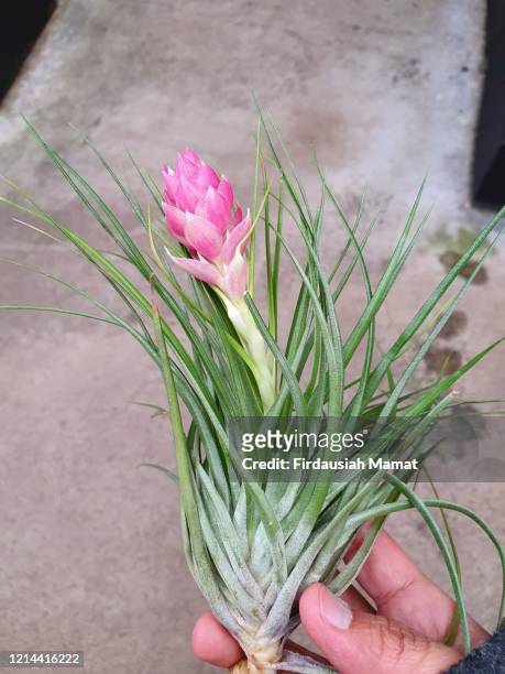 tillandsia cotton candy green with flower bud - bromeliaceae 個照片及圖片檔