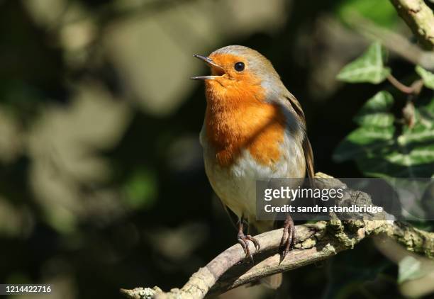 a stunning robin (erithacus rubecula) perched on a branch of a tree singing. - linda rama fotografías e imágenes de stock