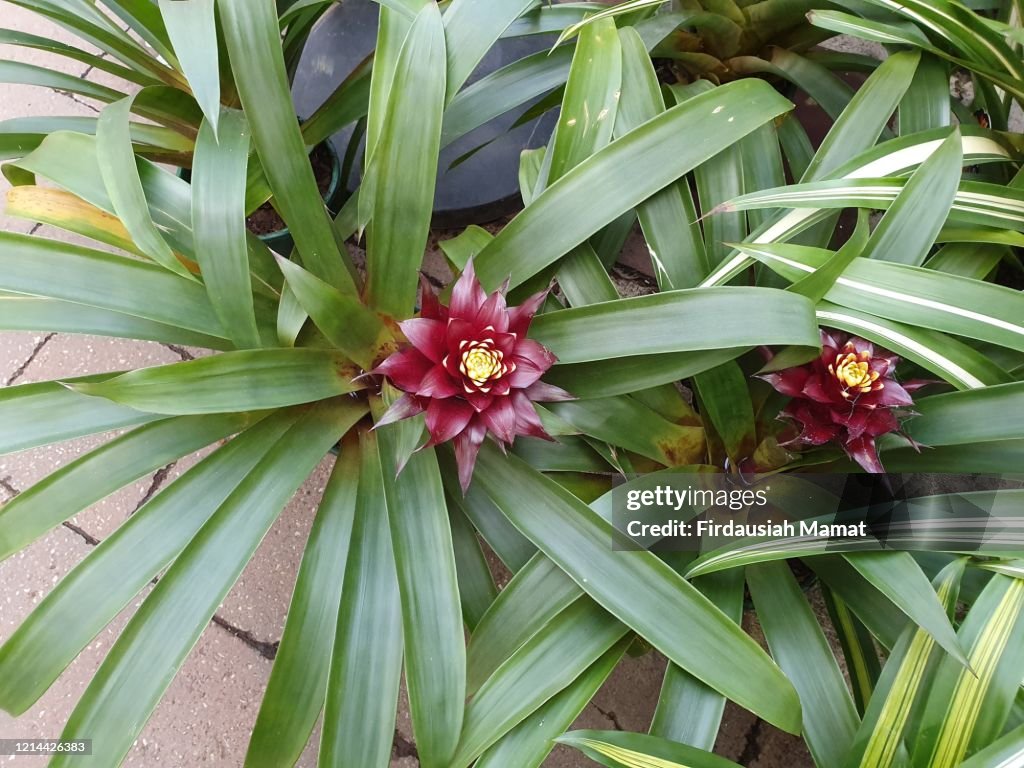 Bromeliad Plants