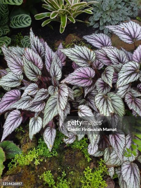 rex begonia or known as painted leaf begonia plants - begonia stock pictures, royalty-free photos & images