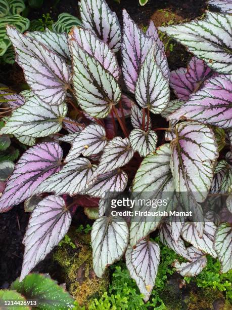 begonia rex or painted leaf begonia plants - begonia stock pictures, royalty-free photos & images