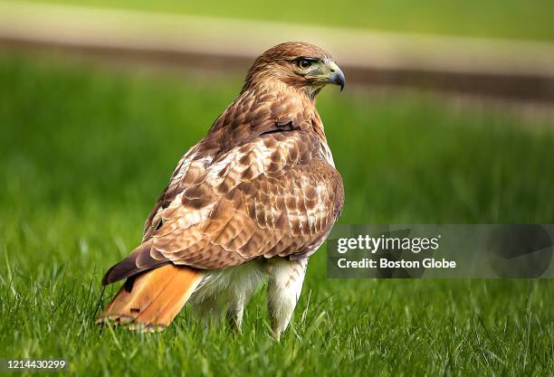 Male hawk, which makes its home on a Beacon Hill rooftop next to the Massachusetts State House, is pictured on the front lawn of the State House in...