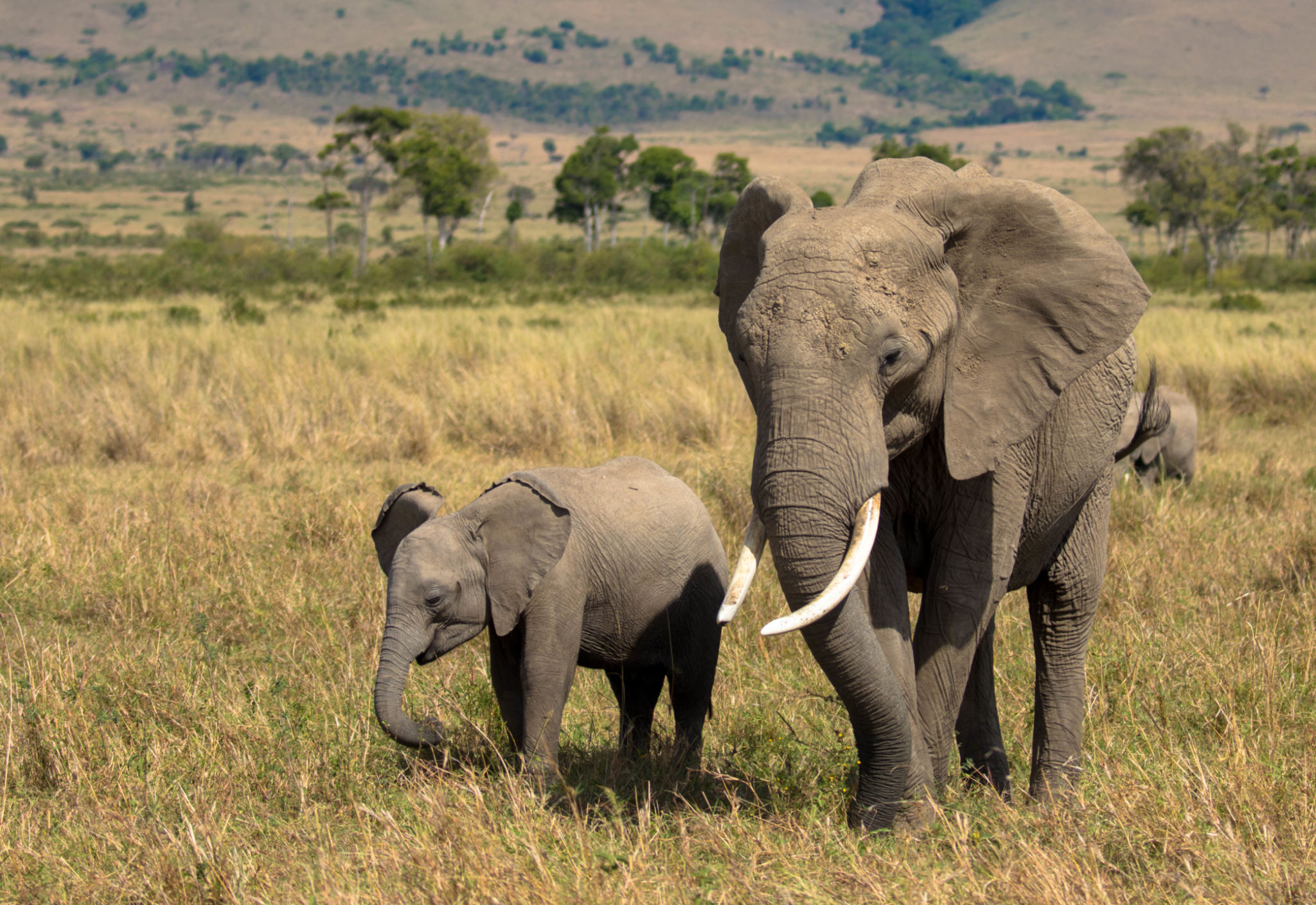 African elephant mother with cute little baby calf African elephant mother with cute little baby calf
