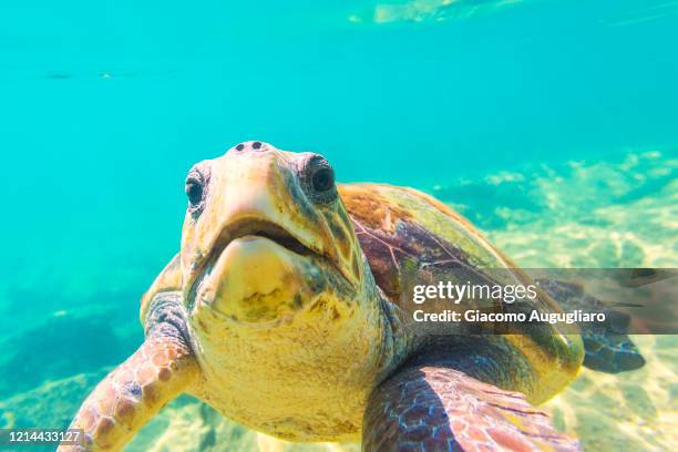 close up of a curious loggerhead turtle (caretta caretta) at elafonissos island, bay of laconia, peloponnese, greece, europe - laconia stock pictures, royalty-free photos & images