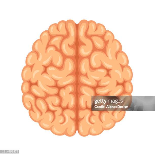 human brain on top view - cerebral hemisphere stock illustrations