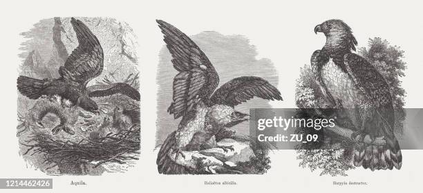 ilustrações, clipart, desenhos animados e ícones de true eagle, sea eagle, harpy eagle, gravuras de madeira, publicado em 1893 - harpy eagle