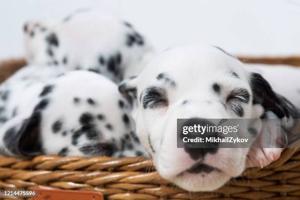 sommeil dalmate - dalmatian dog photos et images de collection