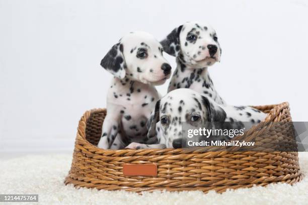 dalmate - dalmatian dog photos et images de collection