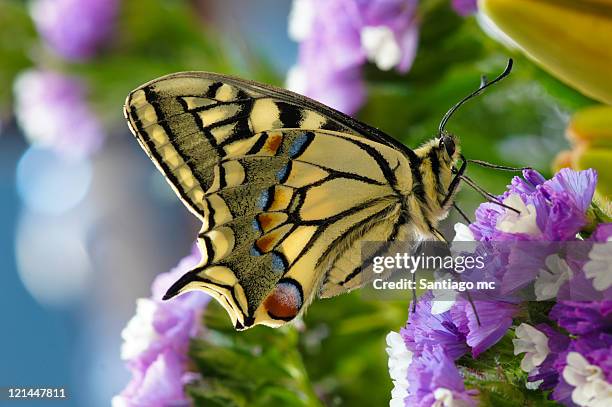 papilio machaon - old world swallowtail stock pictures, royalty-free photos & images