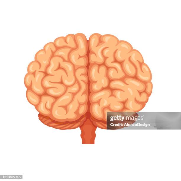 human brain in back view - human anatomy organs back view stock illustrations