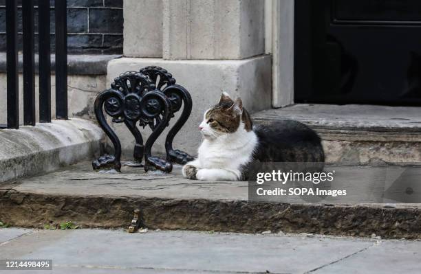 Larry the Downing Street cat outside Number 10 during the 'The Clap For Our Carers'.