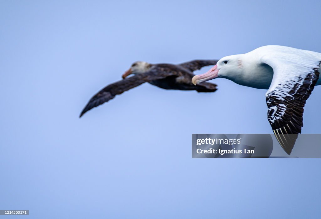 Wandering albatross with a Northern giant petrel in the background