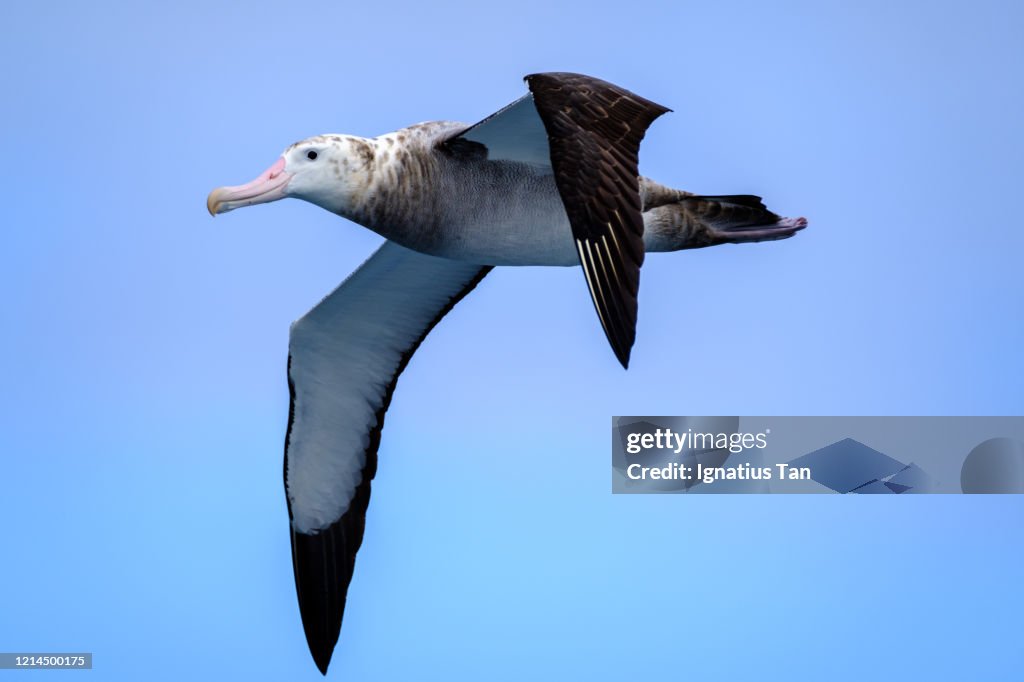 Immature wandering albatross