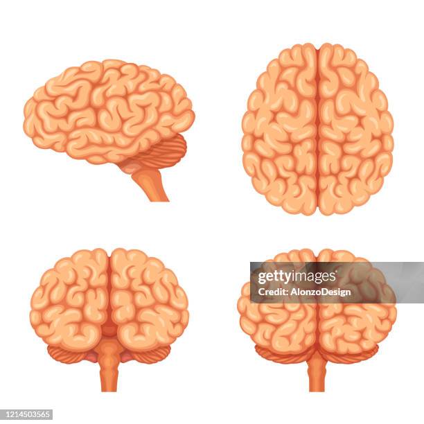 human brain views. side, top, frontal and back. - frontaal stock illustrations