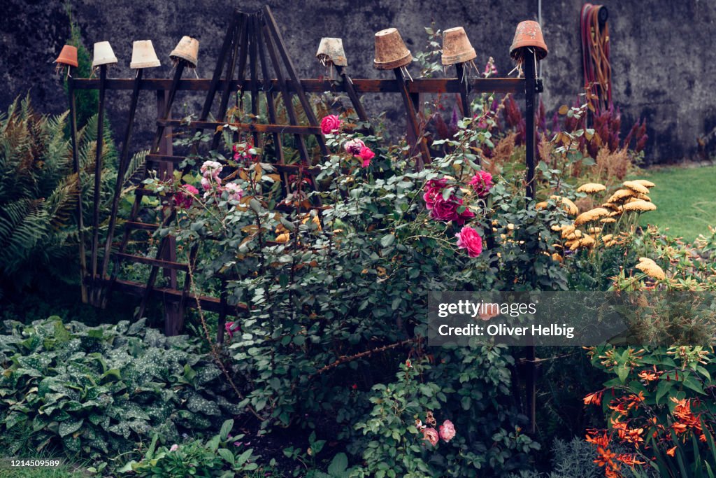 Terracotta flower pots as an earwig trap surrounded by a beautiful rose hedge in a garden