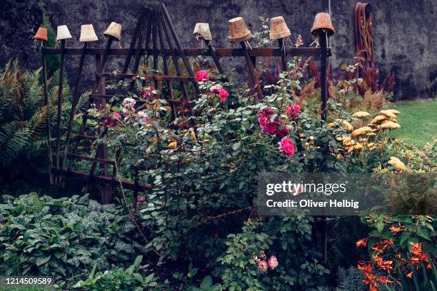 terracotta flower pots as an earwig trap surrounded by a beautiful rose hedge in a garden - earwig imagens e fotografias de stock