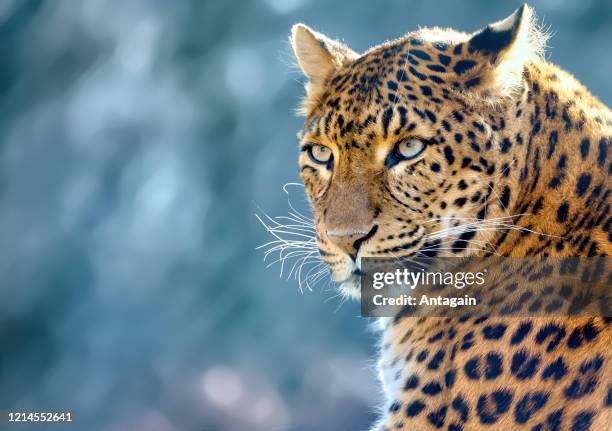 leopard - leopard stock pictures, royalty-free photos & images
