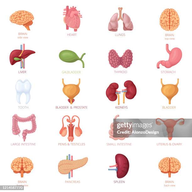 ilustraciones, imágenes clip art, dibujos animados e iconos de stock de conjunto de icono de órganos internos humanos - digestive system