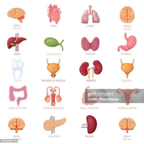 human internal organs icon set - human brain diagram stock illustrations