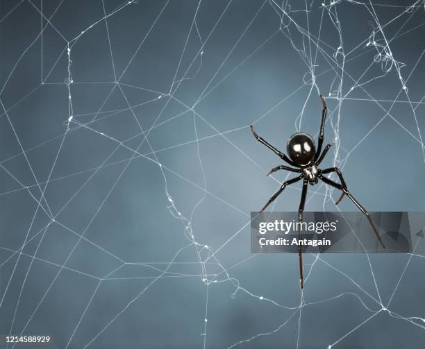 spider, cobweb - spider web imagens e fotografias de stock