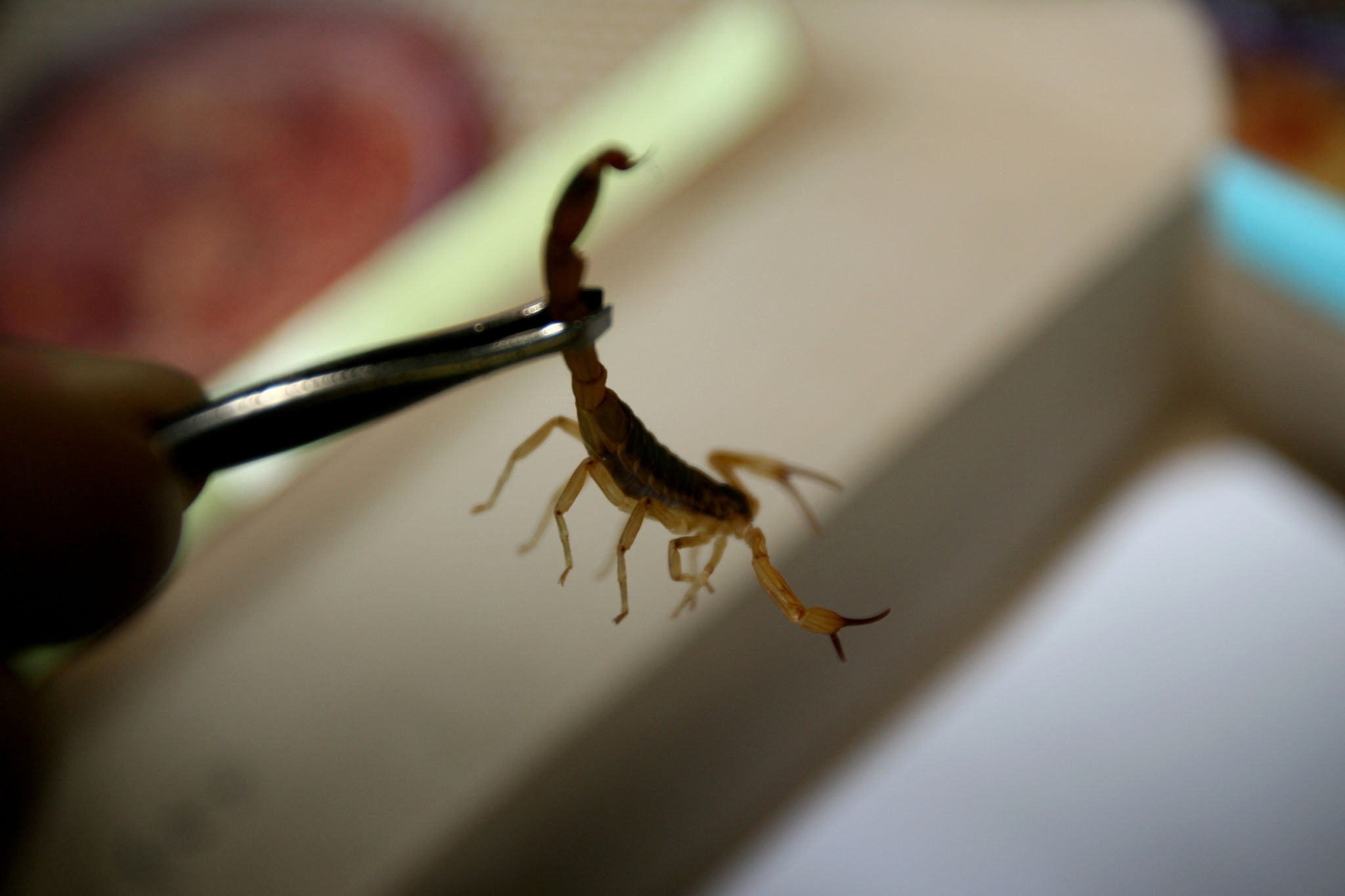 scorpion infestation at home scorpion infestation at home