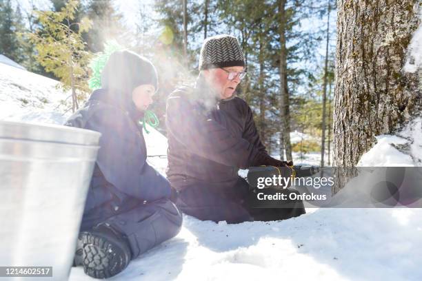 grandfather and grandson tapping maple tree for maple syrup - maple syrup tapping stock pictures, royalty-free photos & images