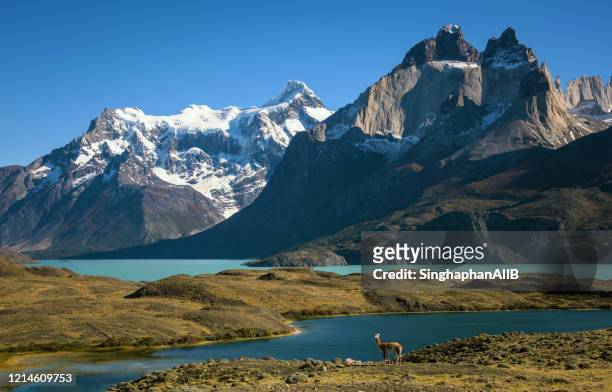 guanaco standing alone infront of beautiful mountain range of patagonia, chile - one animal stock pictures, royalty-free photos & images