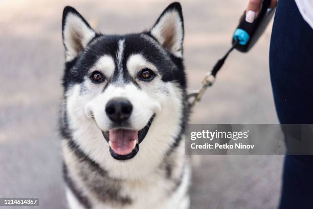 mooie raszuivere siberische husky die camera bekijkt - siberische-husky stockfoto's en -beelden