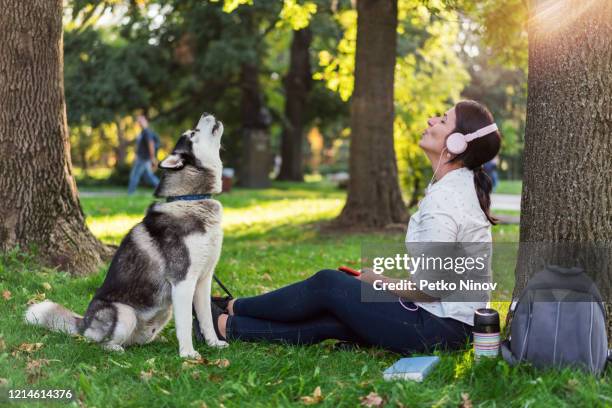 huilend duo - siberische-husky stockfoto's en -beelden