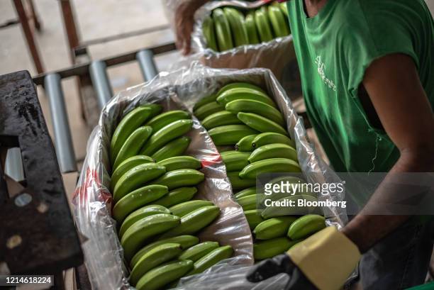 Worker packs bananas for export in Milagro, Ecuador, on Wednesday, May 13, 2020. Just as coronavirus ravages the world in the absence of a vaccine,...