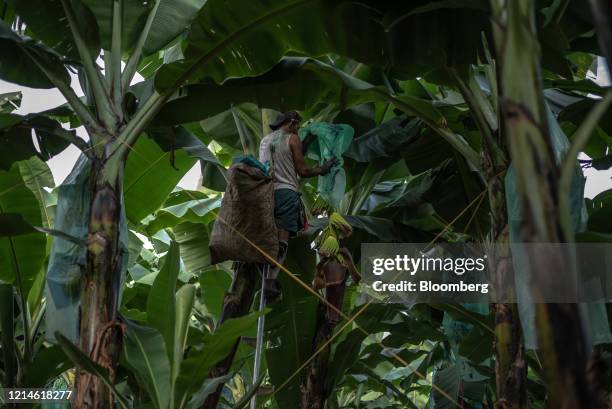 Worker places protective plastic over a banana blossom in Milagro, Ecuador, on Wednesday, May 13, 2020. Just as coronavirus ravages the world in the...