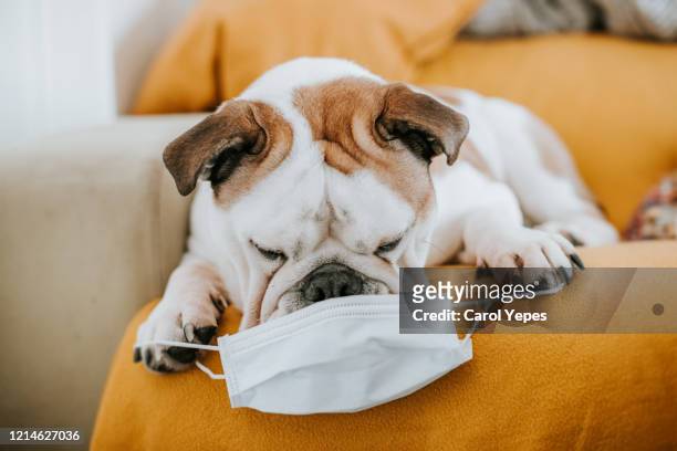 bulldog with medical mask - dog mask stock pictures, royalty-free photos & images