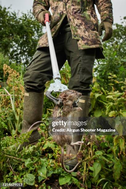 Rat Using Tools 272 Wild Brown Rat Stock Photos, High-Res Pictures, and Images - Getty ...