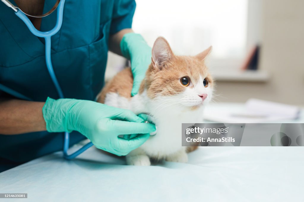 Vet examining the pet